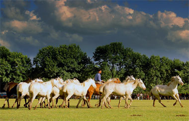 gauchos