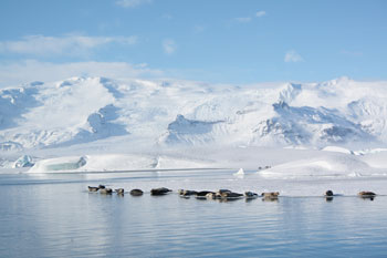 seals