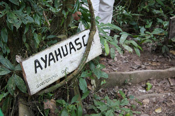 ayahuasca