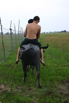 carabao-car Slow but steady low emission public transport