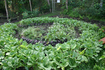 green-veg Grow Your Own Veggies on the Road - Ecovillaging at its Finest