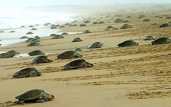 350sea-turtles