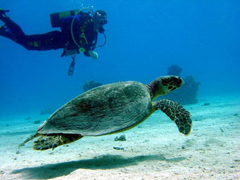 egyptdiving