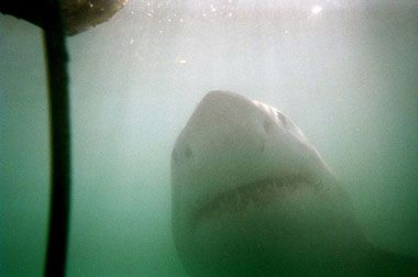 sharkdiving sharkdiving