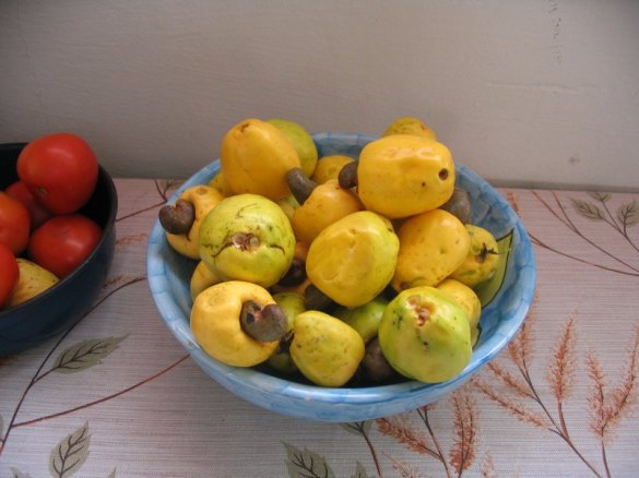 cashewfruit cashewfruit