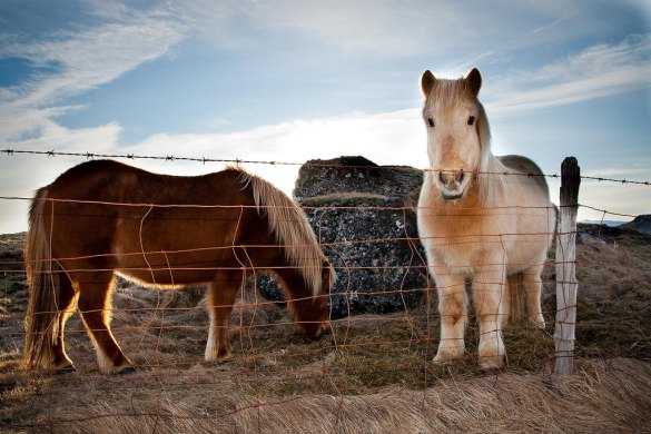 horses horses