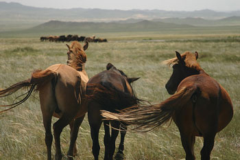 mongoliagobi350