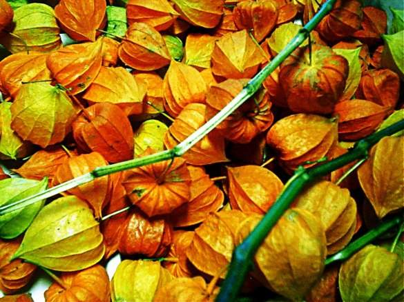 physalis physalis