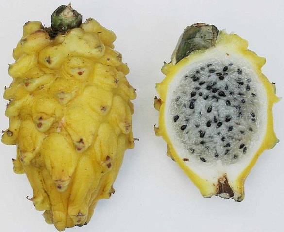 Spiky Yellow Fruit