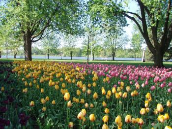 Colourful tulips in Commissioners Park beside Dow Lake Colourful tulips in Commissioners Park beside Dow Lake