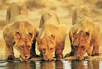 south-africa-travel-lions.jpg