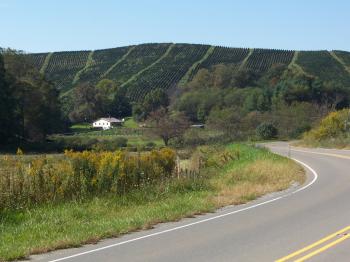 Christmas Tree Farms Rule The Hills