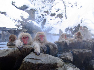 Jigokudani Don’t even think about taking a dip in these hot springs