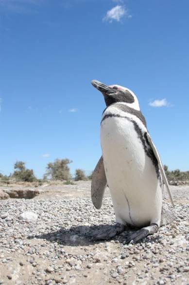 brendan_Penguin Punta Tombo