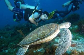 Scuba Diving