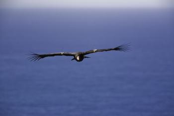 California Condor by Bob Stefko California Condor by Bob Stefko