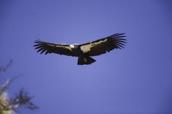 California Condor by Bob Stefko California Condor by Bob Stefko