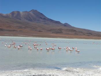 Flamingos