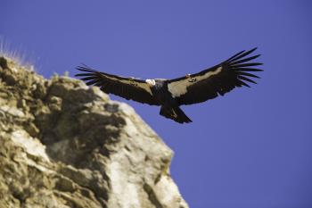 California Condor by Bob Stefko California Condor by Bob Stefko