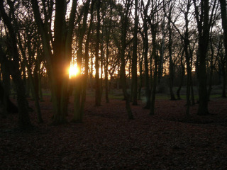 hainaultforest