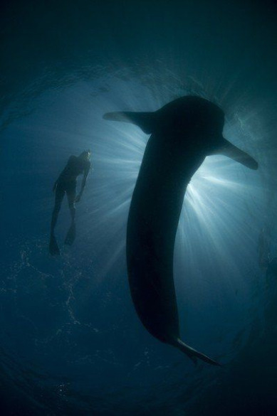 whaleswim Holly swimming with a whale shark