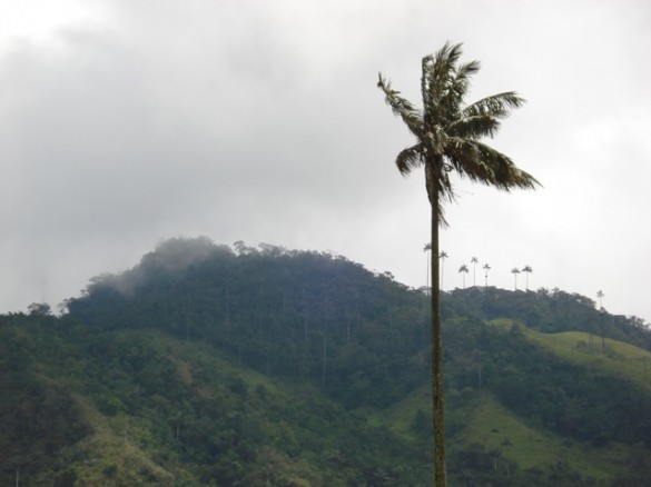 the Quindio wax palm tree (Ceroxylon quindiuense). the Quindio wax palm tree (Ceroxylon quindiuense).