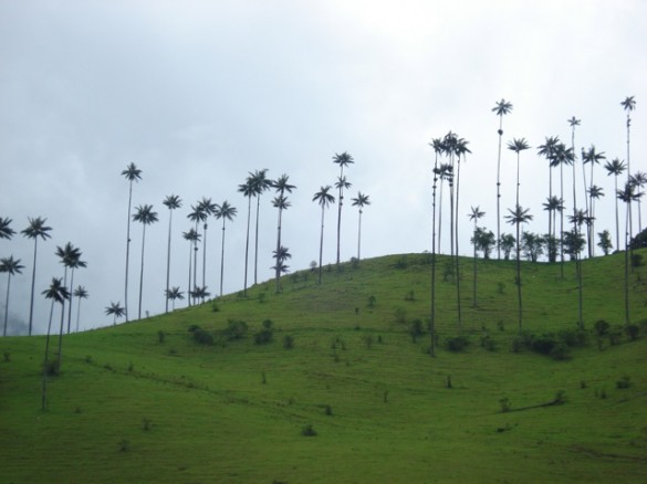 Cocora's valley and wax palm trees governing the Andeans landscape Cocora's valley and wax palm trees governing the Andeans landscape
