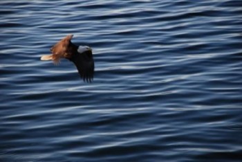 Bald Eagle on the hunt. hoto courtesy of sagmeister.ca Bald Eagle on the hunt. hoto courtesy of sagmeister.ca