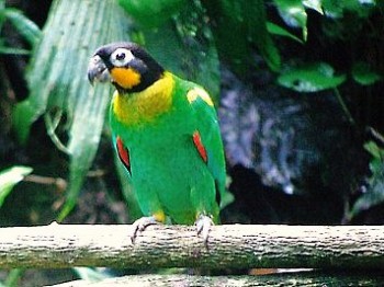 Brazil Parrots