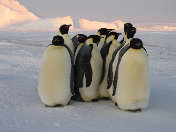 penguins