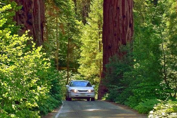 sequoia by