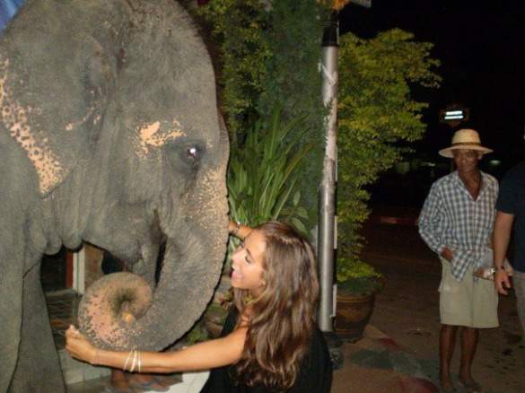 Elephant_Chang Mai Elephant_Chang Mai