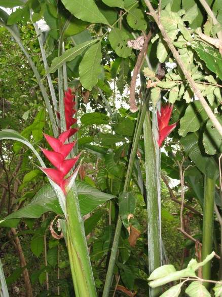 A jungle of healing herbs on the grounds of our hosts. A jungle of healing herbs on the grounds of our hosts.