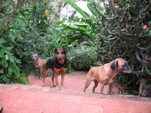 Foxhounds hovered wherever we trod. Foxhounds hovered wherever we trod.