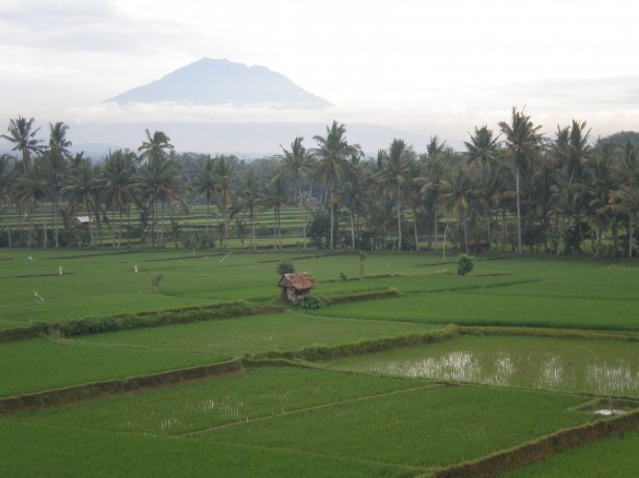 rice paddies and volcano rice paddies and volcano