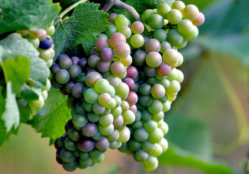 grapes
