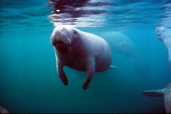 manatee