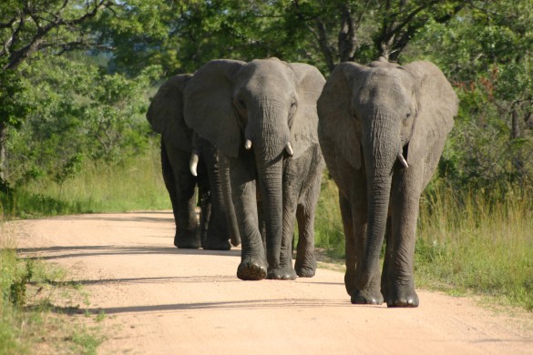 Elephants-585x390 Elephants-585x390