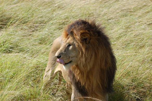 LioninKenya Getting up close and personal with a lion in Kenya's Masai Mara