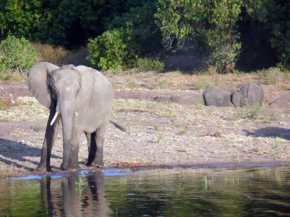 SafariInChobe_picnik SafariInChobe_picnik