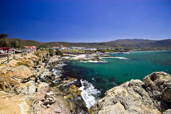 hermanus hermanus