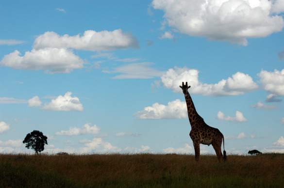 lonegiraffe A lone giraffe crossing the Masai Mara