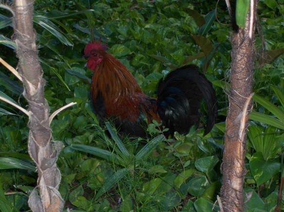One of Kauai's natural alarm clocks. One of Kauai's natural alarm clocks.
