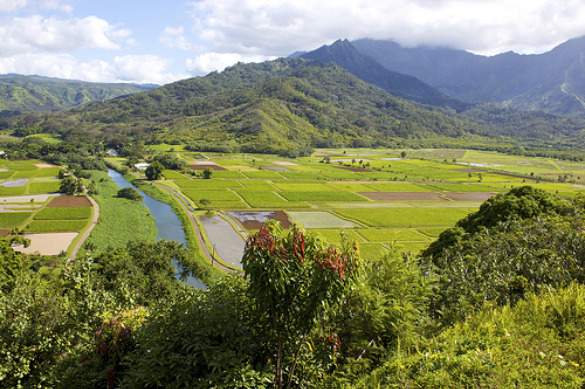 farmhawaii2
