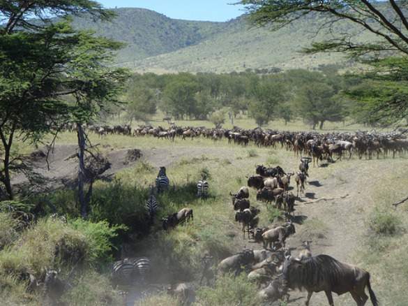 kenya kenya