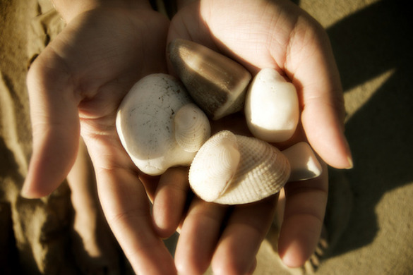 shells shells