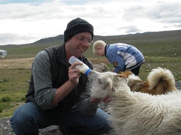 ANDREWsheep