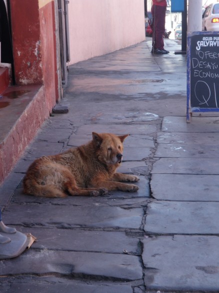 A Neighborhood Street Dog A Neighborhood Street Dog