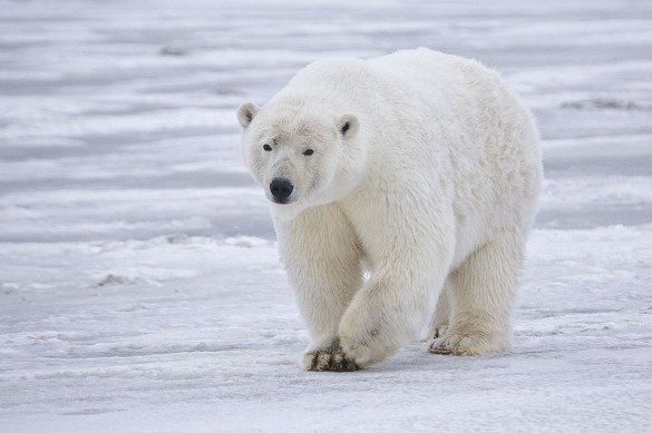 Polar Bear on the ice Polar Bear on the ice