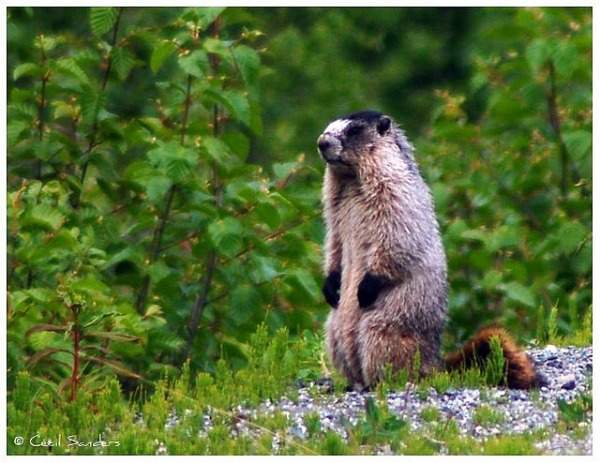 groundhog7